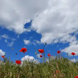 Дельфін