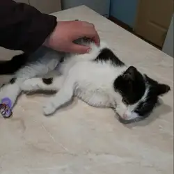 Ветеринарний центр Vet Impulse