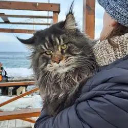 OdeSeaCat — Одесса