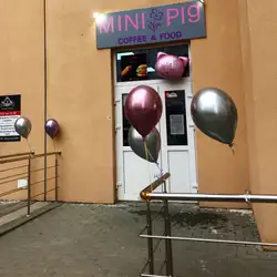 mini pig — Київ
