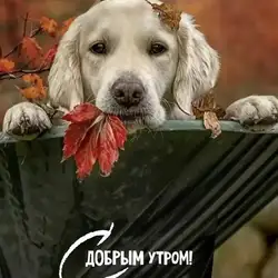 Ветеринар