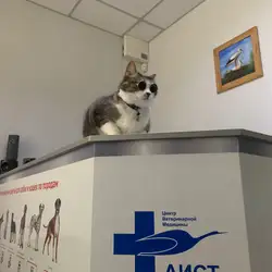 Аіст