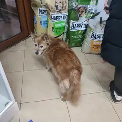 Ветеринарна клініка Vet Family