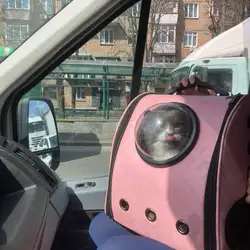 Зубр Таксі