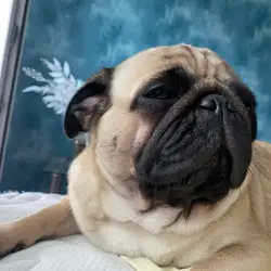 Vet Friend