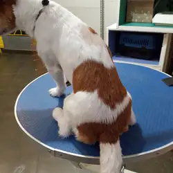 MamaPet