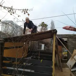 Nivki tsoy