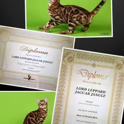 Jaguar Jangle