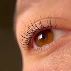 Brows