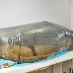Відродження життя