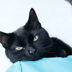 Petlife