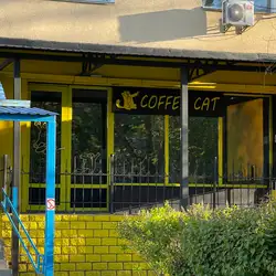Coffee Cat