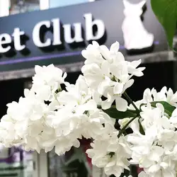 Estet Club