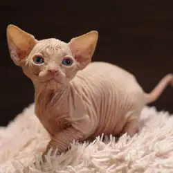 Charm & Bald