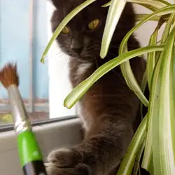 Ветеринарний центр