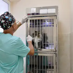 Ветклініка доктора Обуховського