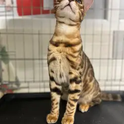 Animal Hospital