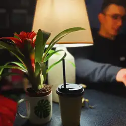 Monstera Coffee — Київ