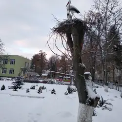 Дитячий садок №32 "Ромашка" — Луцк
