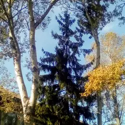 Полтавська обласна дитяча клінічна лікарня, Педіатрія № 1