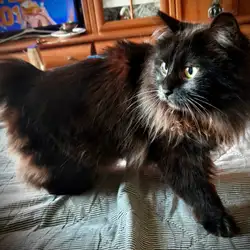 Vet Friend