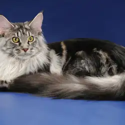 Reino Felino