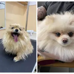 Мій улюбленець
