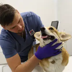 Vet House