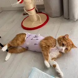 PetsCare — Київ