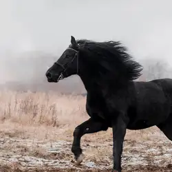 King Horse
