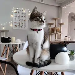Cats & Coffee