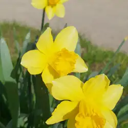 Ланцюги — Дніпро