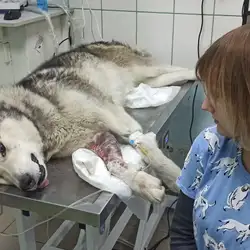 Ветеринарна клініка ЗооДоктор - Ахсарова, 16, Харків