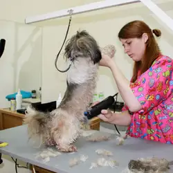 VetPulse