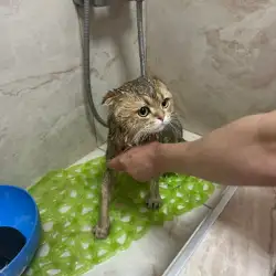 Кіт і Пес