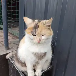 Піца