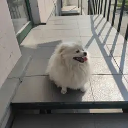 Дай Лапу