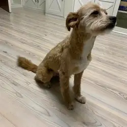 Barber Pet - Мечникова