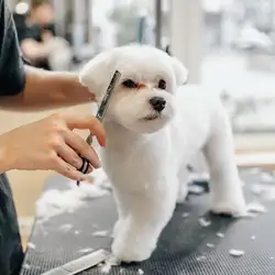 Barber Pet - Дніпровська набережна