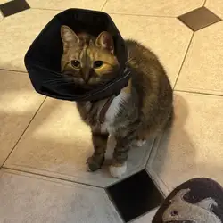 VetDental