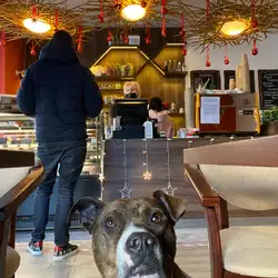 CoffeetEl — Київ
