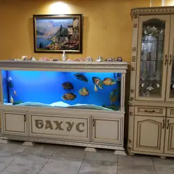 Бахус