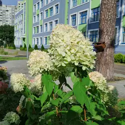 Хорольська 19 — Київ