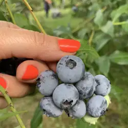 Наталія Чорна