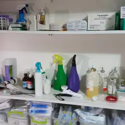 Фауна