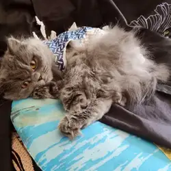 MyVet