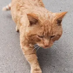 Вольт — Киев