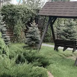 Жарптиця — Житомир