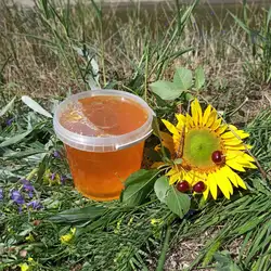Бджоляр Галдін А. В. — Николаев