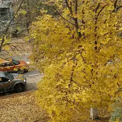 Світлана